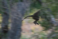 baboons gomo gomo IMG_5353.JPG